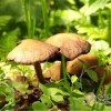 餐桌上的最毒美食 你怕了嗎？